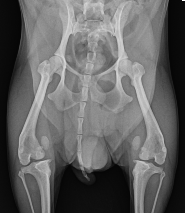 양쪽 슬개골 탈구가 진행된 환자의 방사선 사진. 사진=조양래 동물의료센터