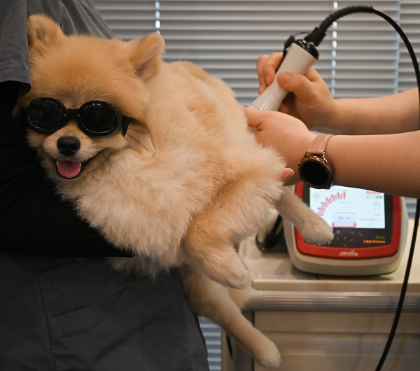 재활치료(레이저 치료)를 받고 있는 아이의 모습. 사진=조양래 동물의료센터