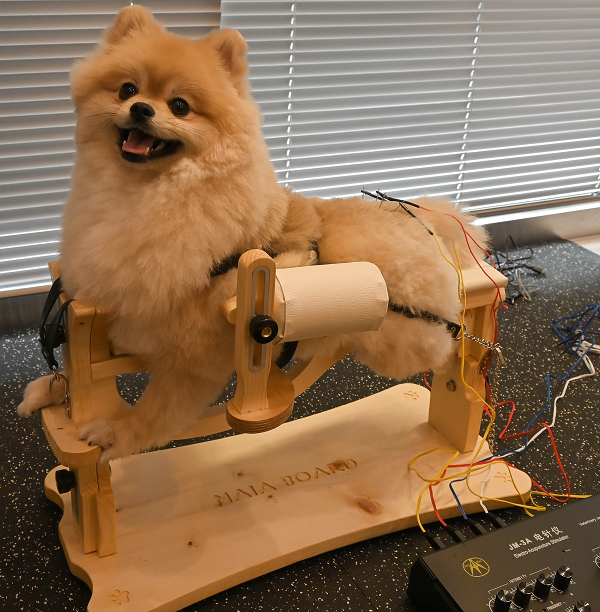 재활치료(침 치료)를 받고 있는 아이의 모습. 사진=조양래 동물의료센터