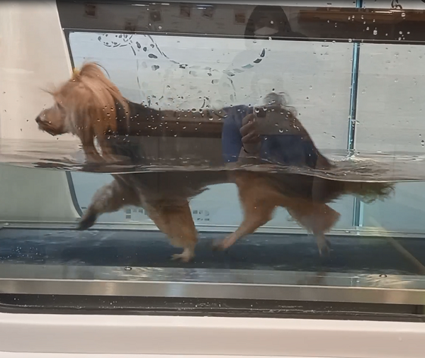 수중 재활치료를 받는 아이의 모습. 사진=조양래 동물의료센터