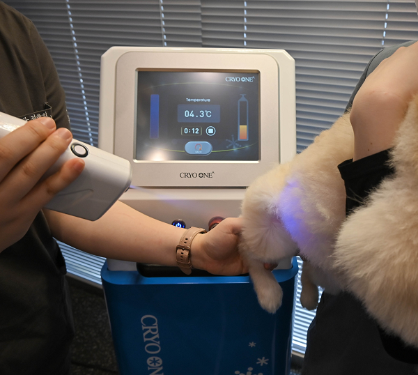 재활치료(극저온 냉각치료)를 받고 있는 아이의 모습. 사진=조양래 동물의료센터