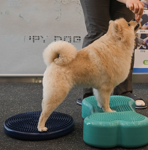 재활치료(운동 치료)를 받고 있는 아이의 모습. 사진=조양래 동물의료센터