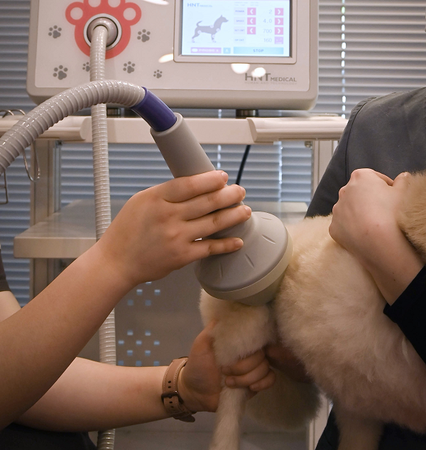 재활치료(체외 충격파 치료)를 받고 있는 아이의 모습. 사진=조양래 동물의료센터