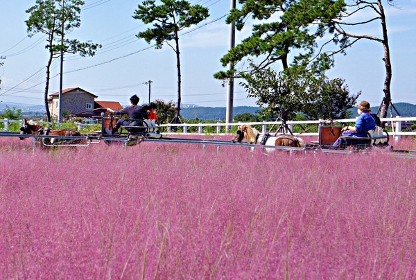▲ 경북 영천시 임고면 황강리 운주산 승마장