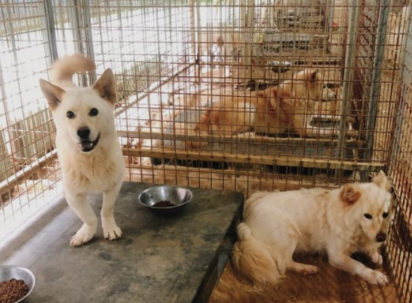 한 동물보호소 (본 기사와 관련 없음) / SNS 캡처