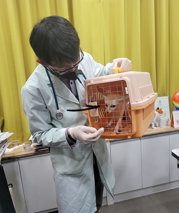 아라마루 아쿠아리움에서 이솝동물메디컬을 내원한 사막여우 환자. 보정, 검사 및 치료를 앞두고 살펴보는 황재민 대표원장.