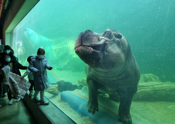 아쿠아리움 내에서 수영도 하고 바닥을 걸어다니면서 관람객과 눈높이를 맞추고 있는 아라마루의 마스코트 하마의 모습