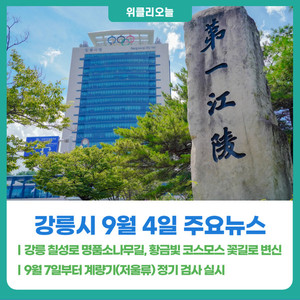 [위클리오늘] 강릉 칠성로 명품소나무길, 황금빛 코스모스 꽃길로 변신 - 뉴스 썸네일 이미지